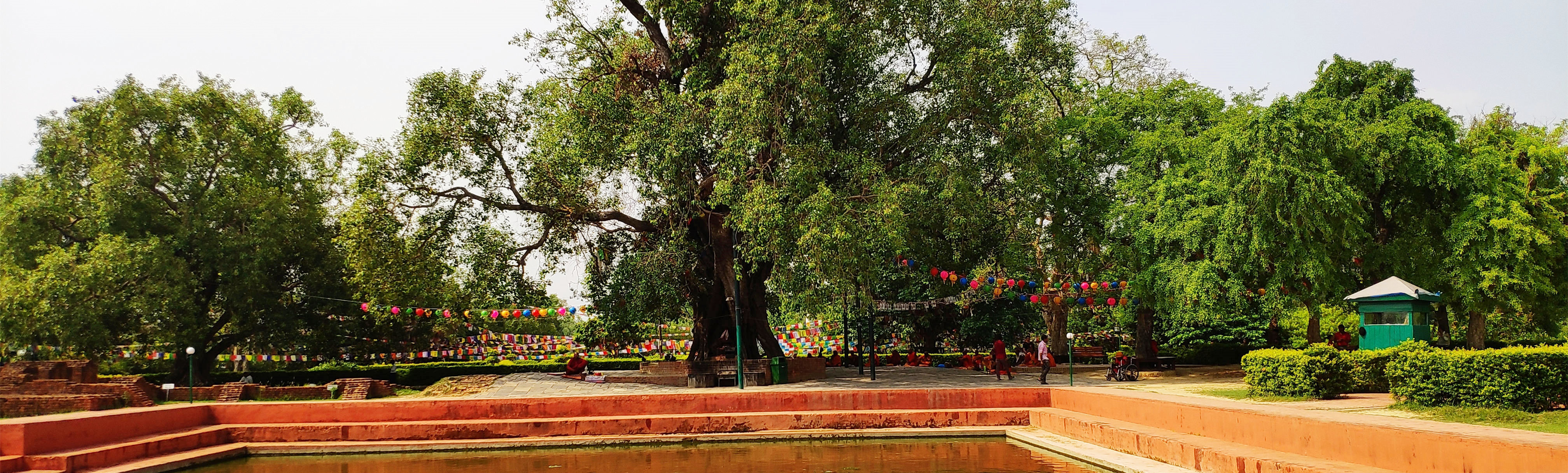尼泊尔-佛祖成道菩提树